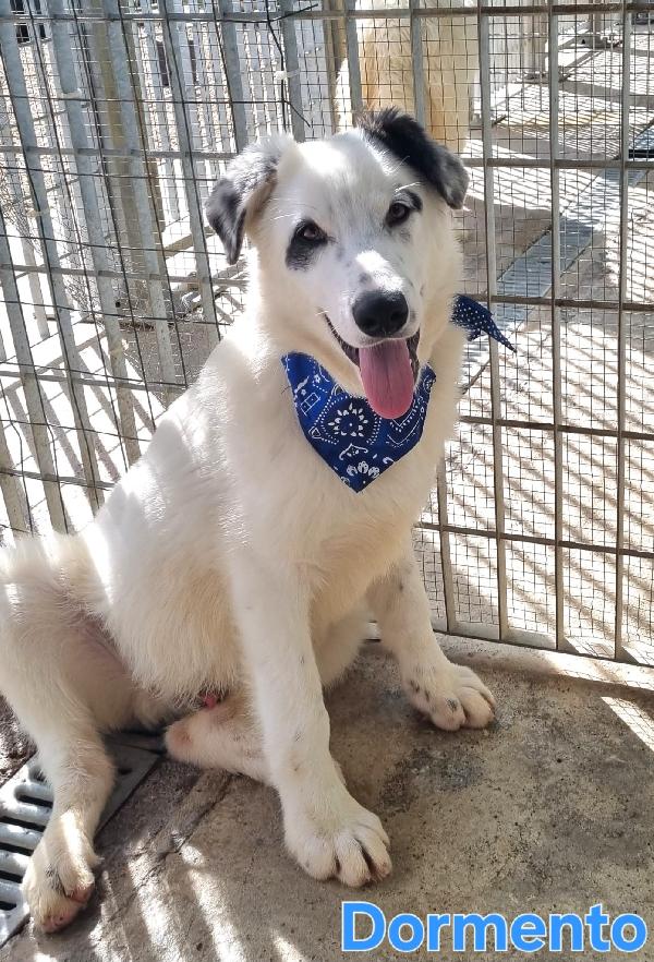 DORMENDO CUCCIOLONE MASCHIO Foto 2